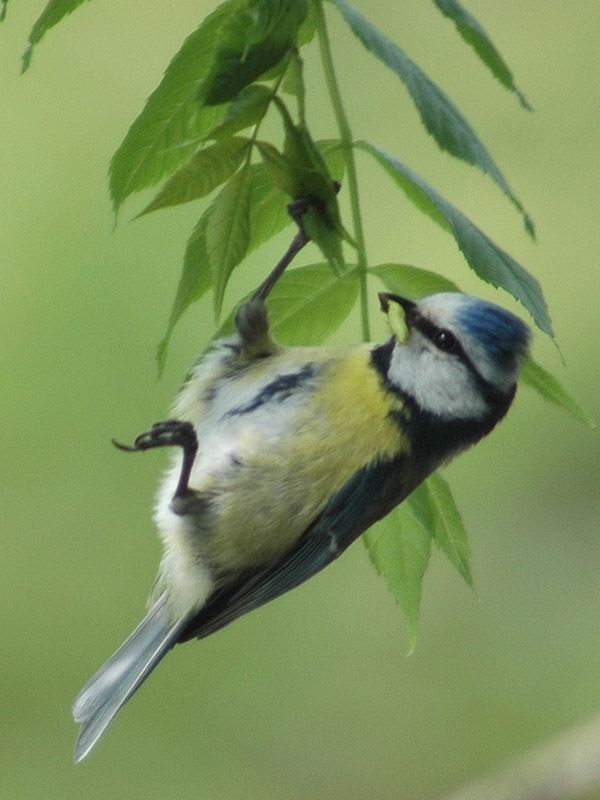 Cinciarella -  Cyanistes caeruleus